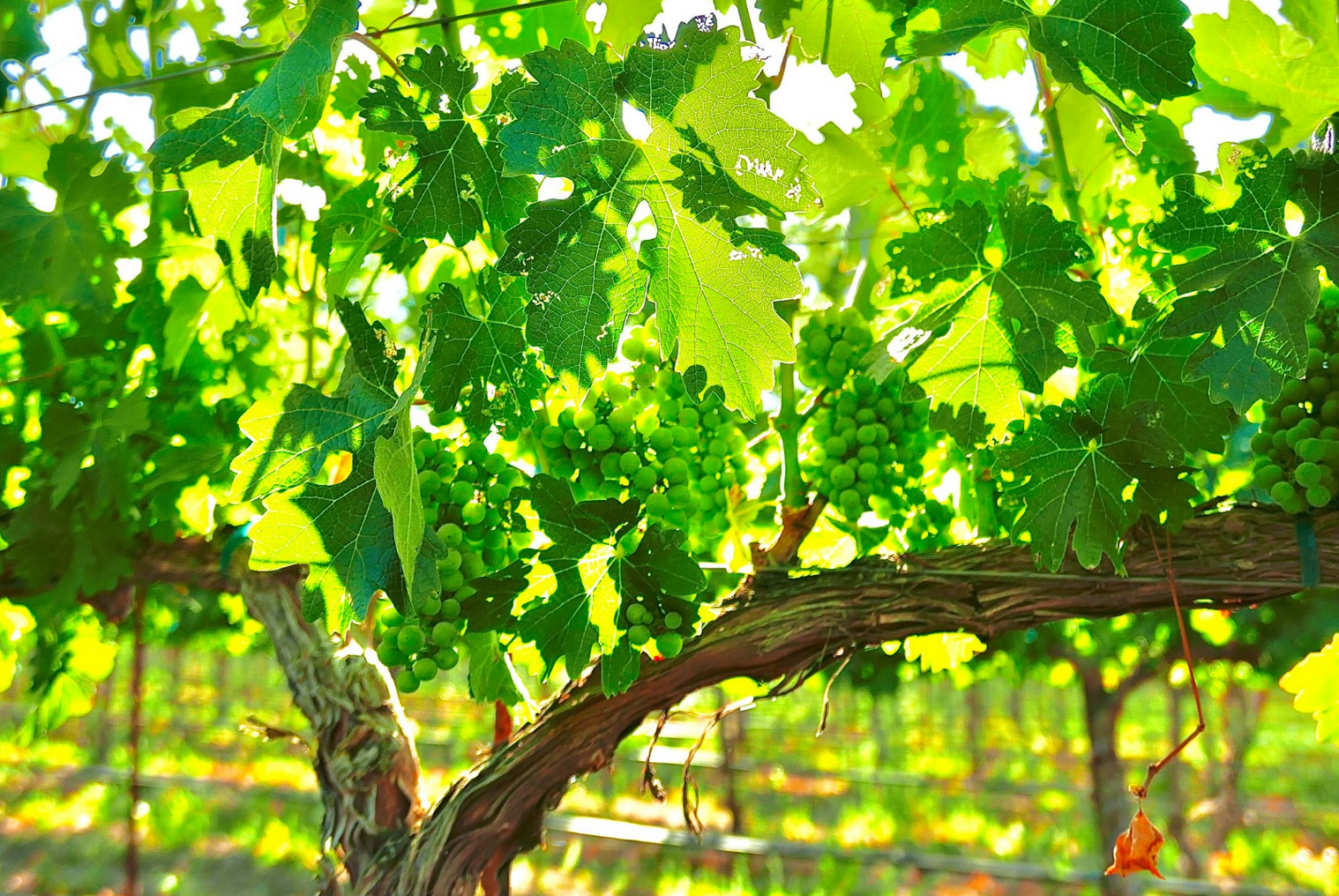 Harvest Update from Ballentine Vineyards
