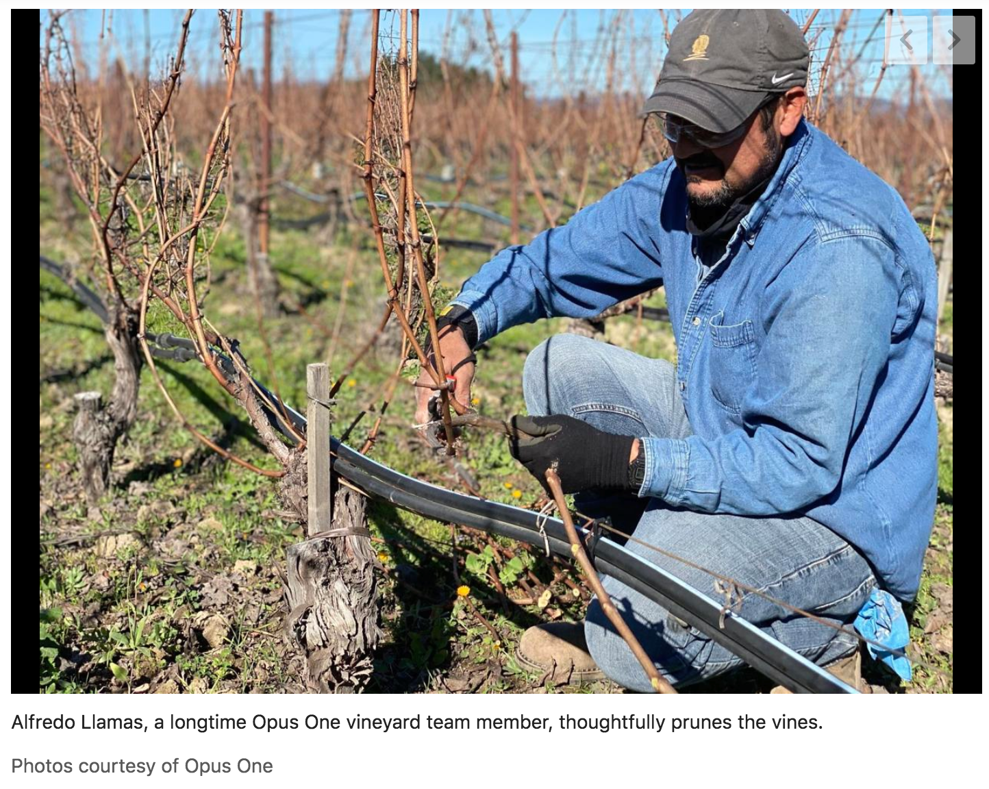 Reflections on pruning season on Napa Valley Register
