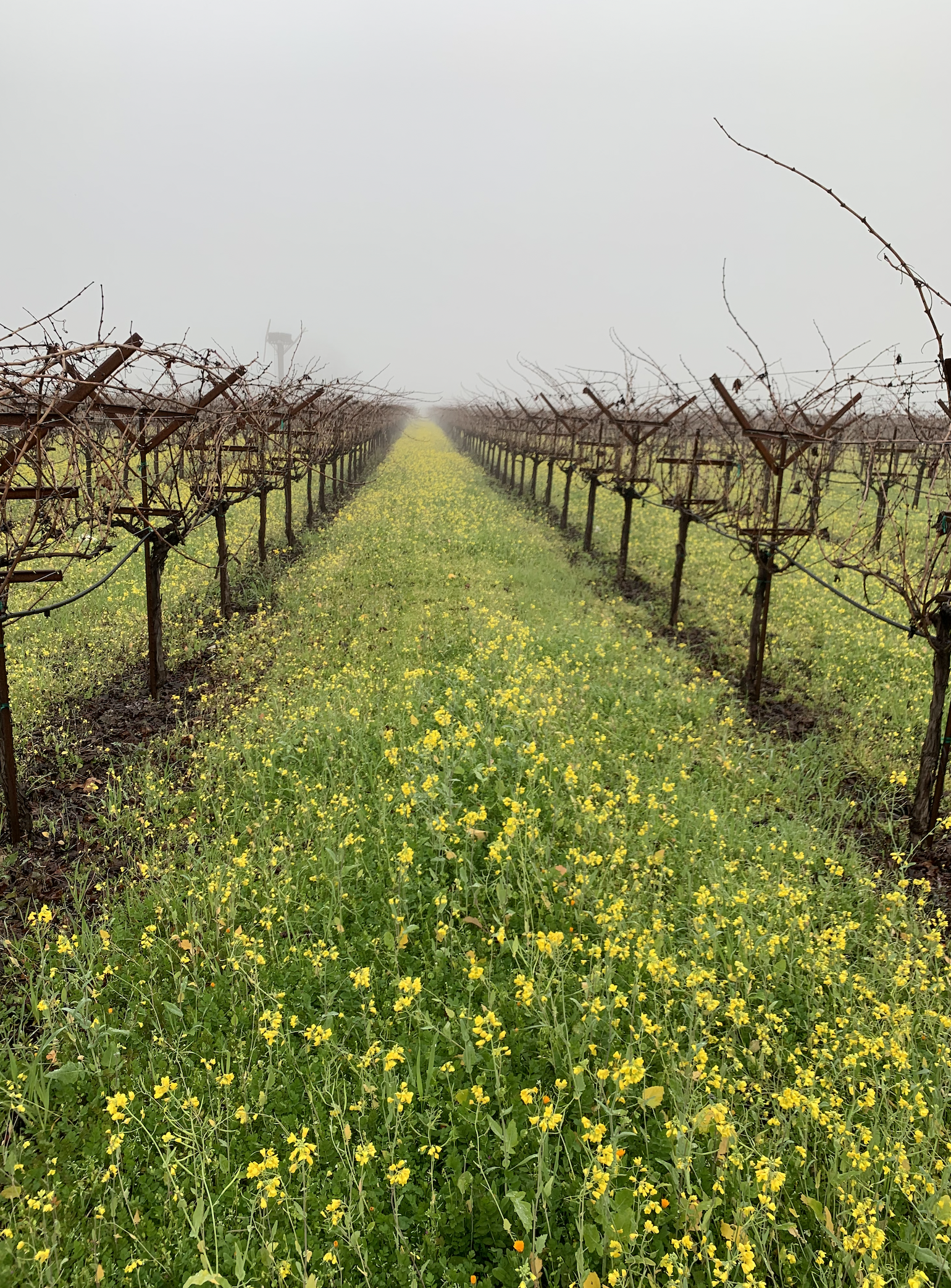 The vines might be sleeping, but the Napa Valley mustard isn’t!