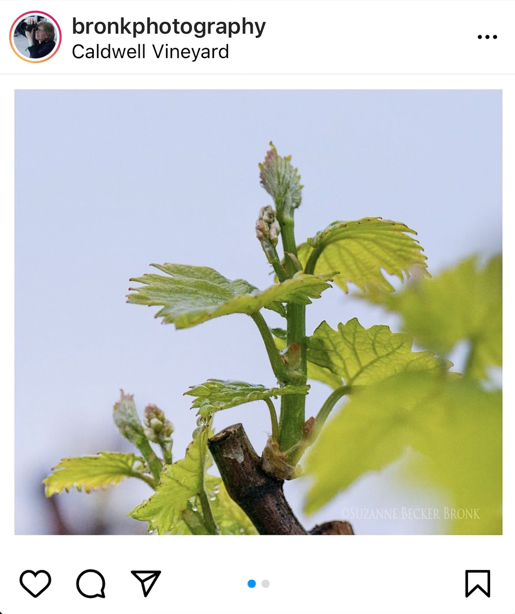 Budbreak starting to be reported all over the valley