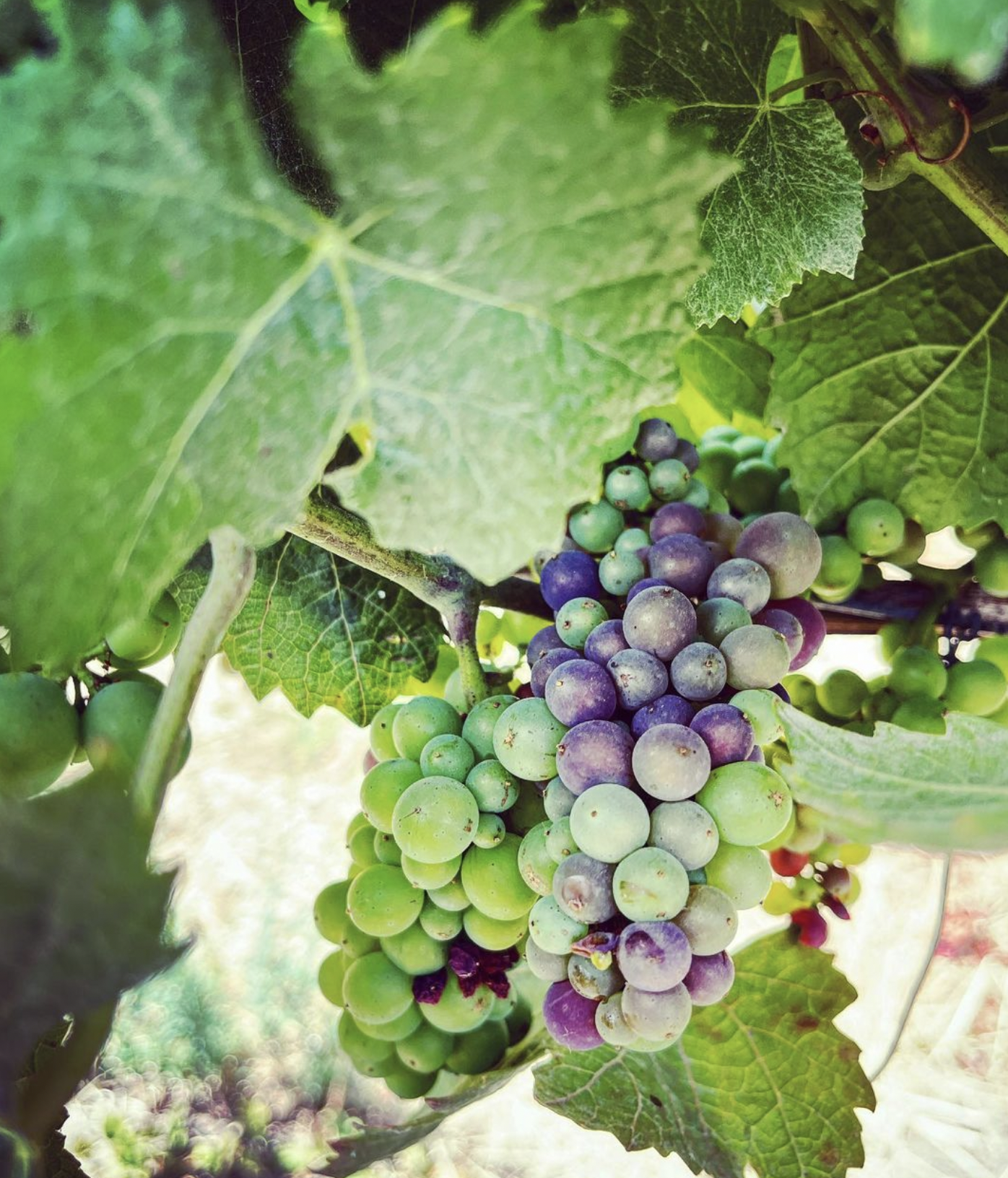 First report of Veraison for the 2022 vintage!