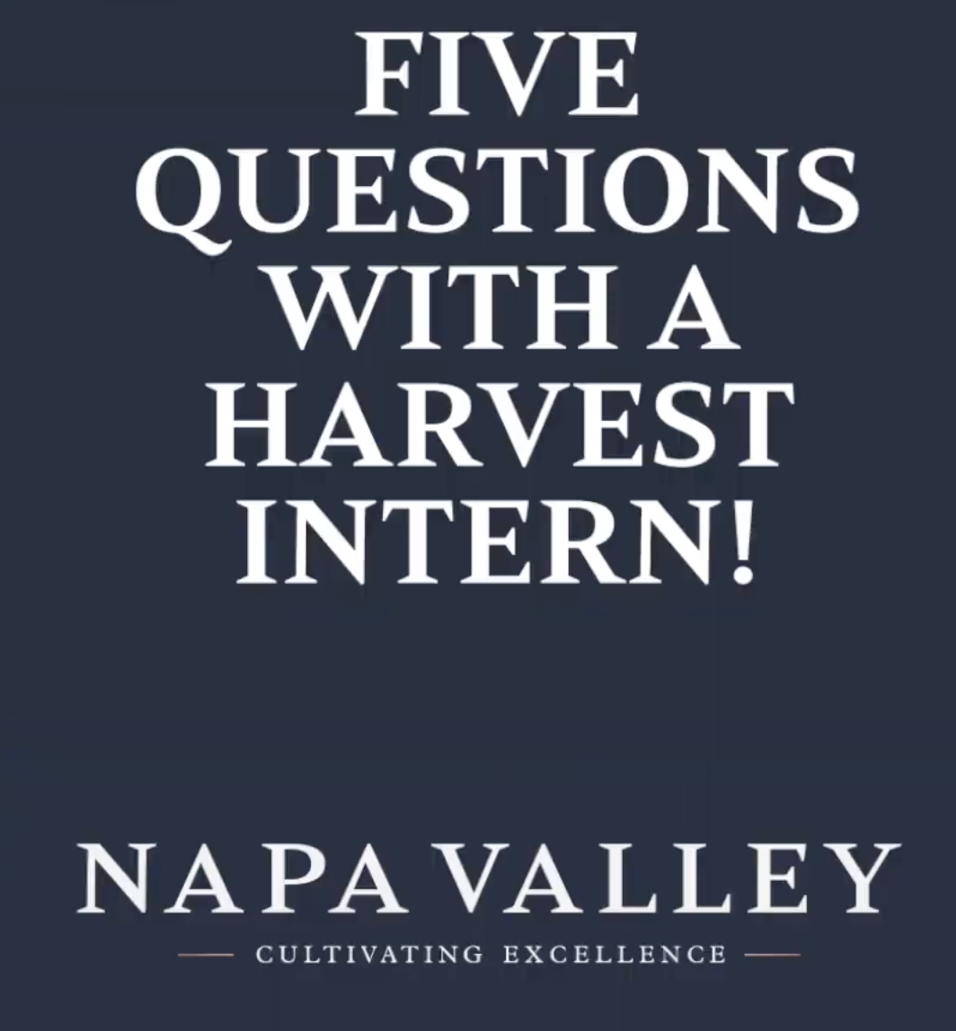 Want to work a harvest in Napa Valley?