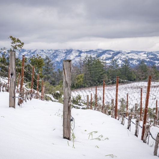 Historical Napa Valley snowfall delays budbreak