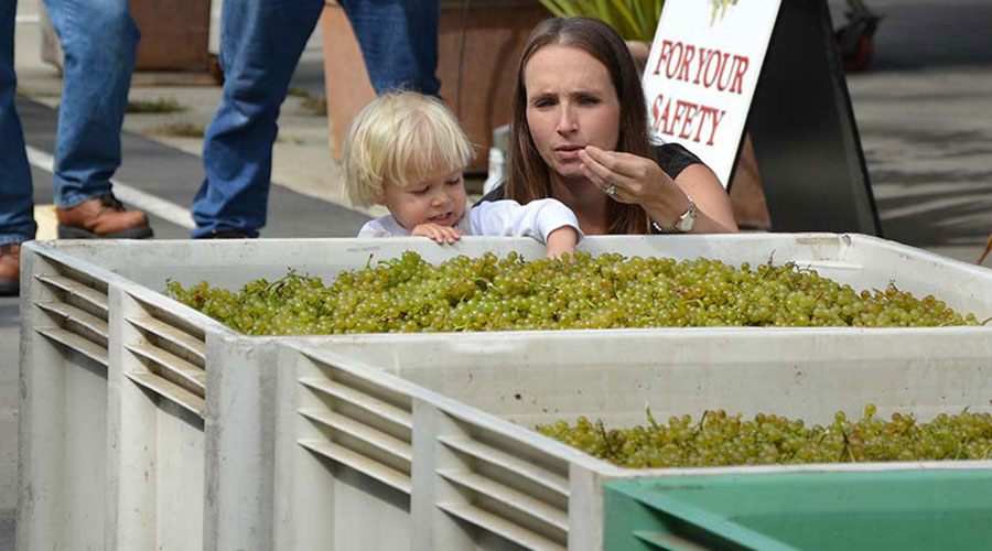 In the Heart of the White Wine Harvest: Chardonnay Coming In