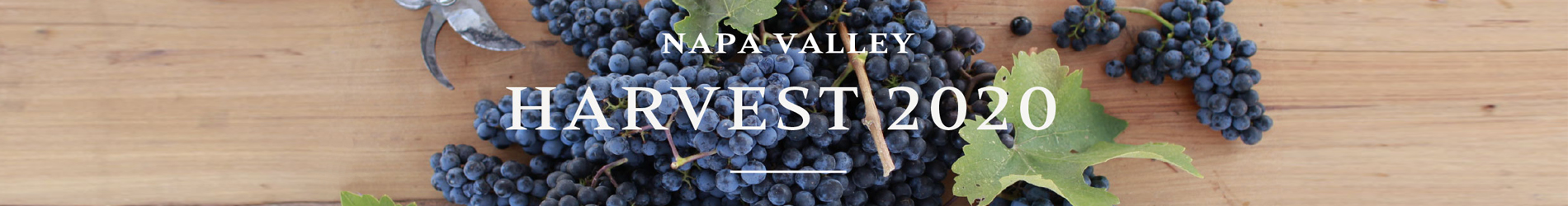 Napa Valley Harvest 2020